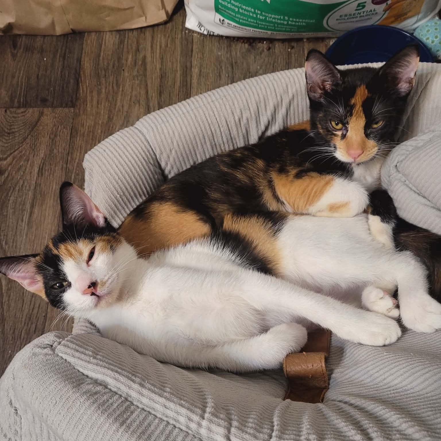 Enlarge Paige and Piper- two delightful kittens, an adopted Domestic Short Hair in Portland, OR image 1/6