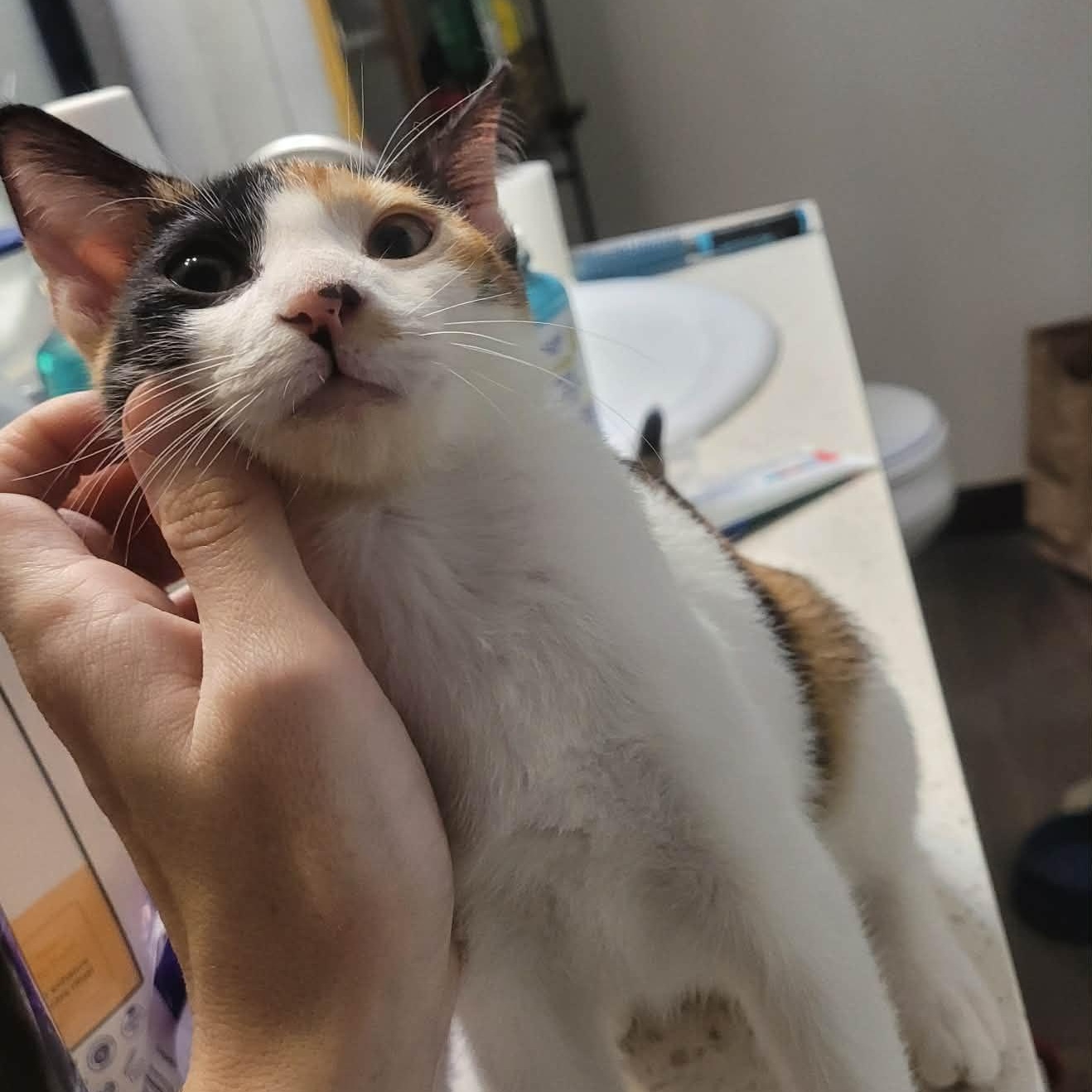 Enlarge Paige and Piper- two delightful kittens, an adopted Domestic Short Hair in Portland, OR image 6/6