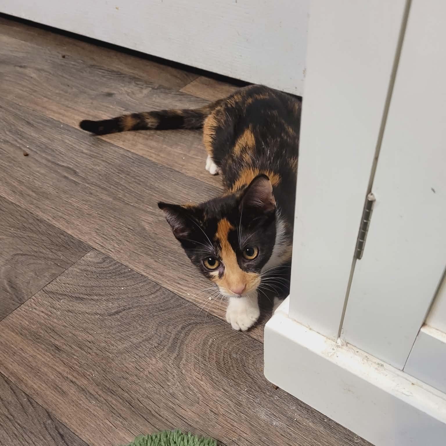 Enlarge Paige and Piper- two delightful kittens, an adopted Domestic Short Hair in Portland, OR image 5/6