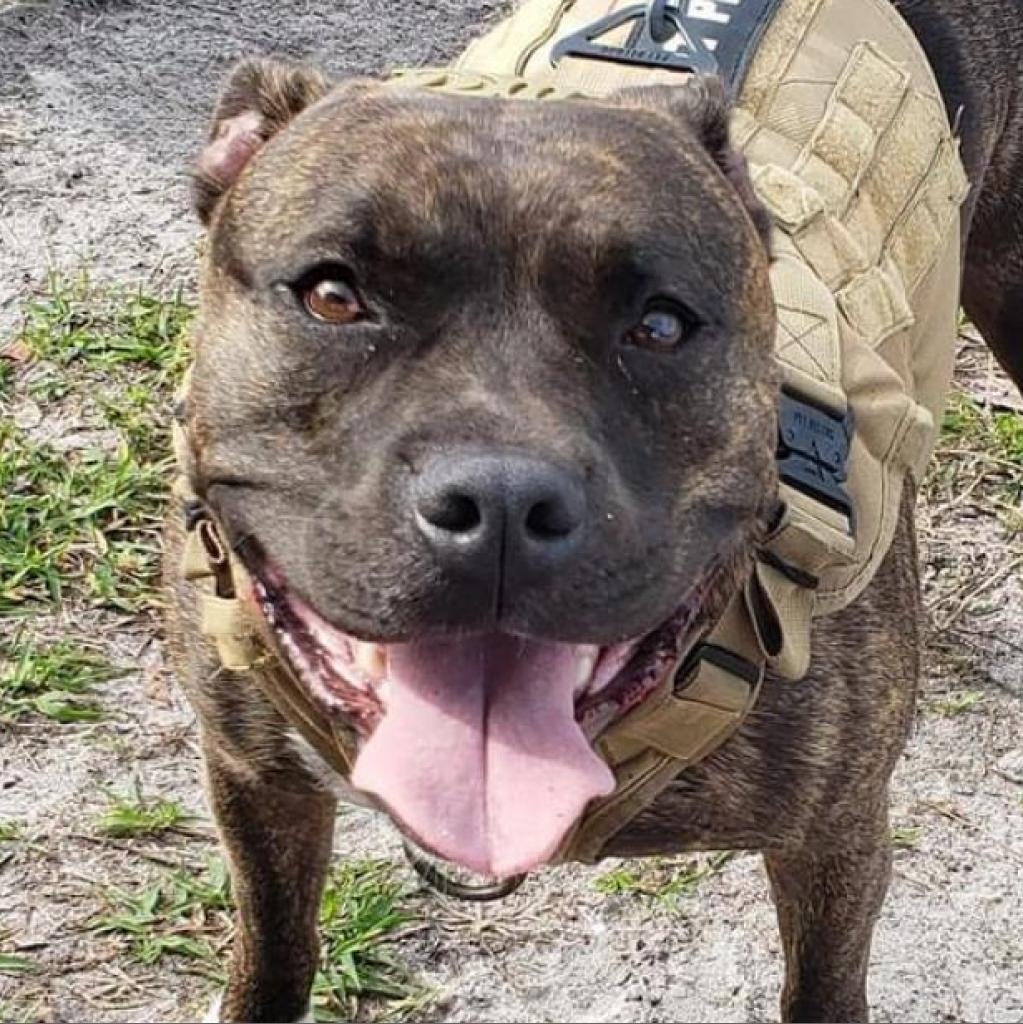 Shadow, Adoptable, Adult Male Pit Bull Terrier.