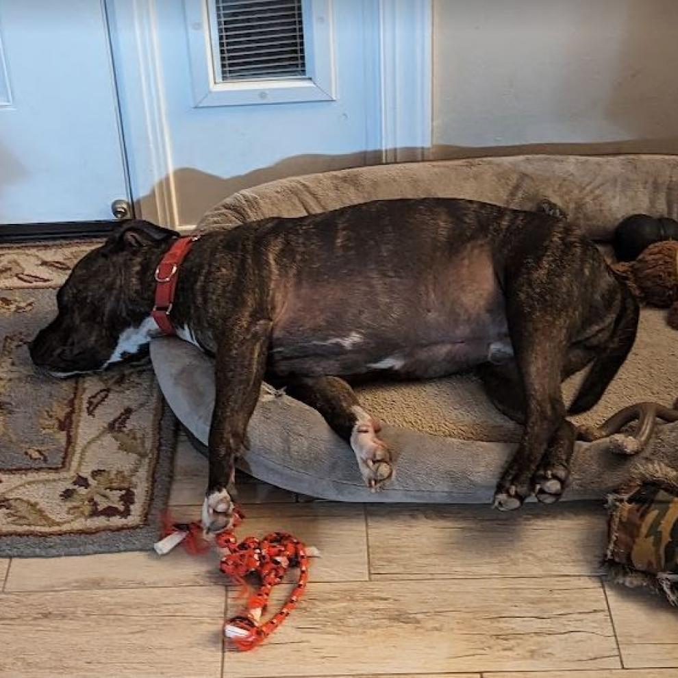 Enlarge Shadow, a Adoptable Pit Bull Terrier in Sarasota, FL image 2/6