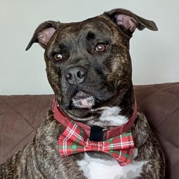 Enlarge Shadow, a Adoptable Pit Bull Terrier in Sarasota, FL image 3/6