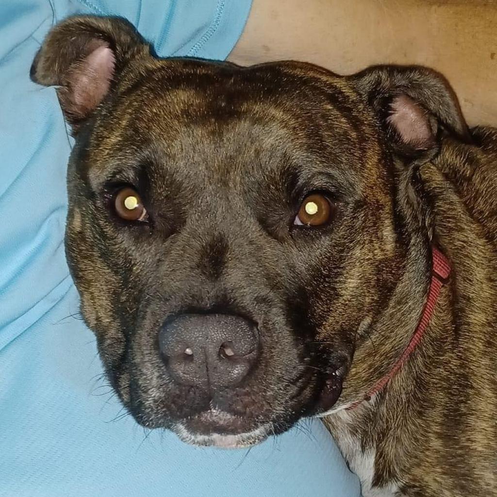 Enlarge Shadow, a Adoptable Pit Bull Terrier in Sarasota, FL image 4/6