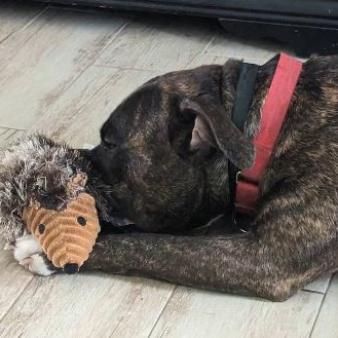 Enlarge Shadow, a Adoptable Pit Bull Terrier in Sarasota, FL image 5/6