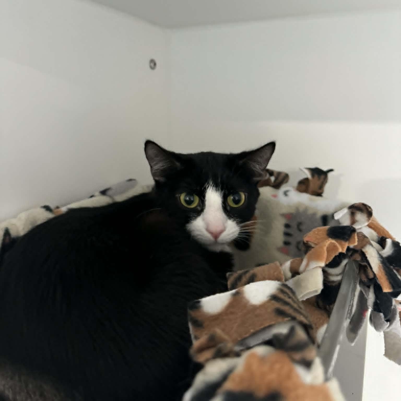 Enlarge Oreo, an adopted American Shorthair in Danbury, CT image 2/3