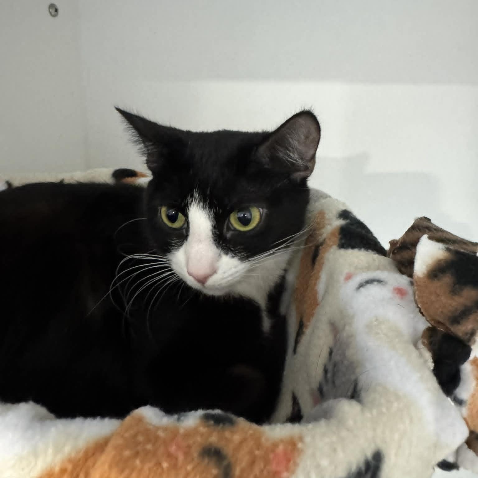 Enlarge Oreo, an adopted American Shorthair in Danbury, CT image 3/3