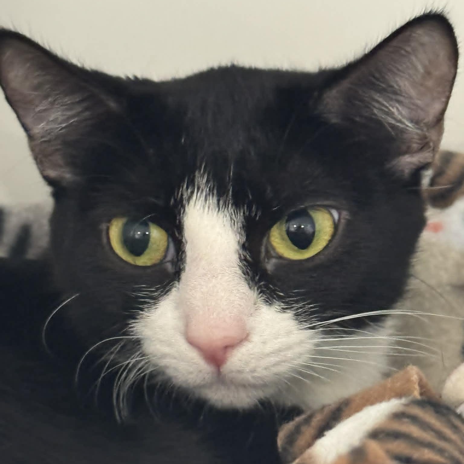 Oreo, ADOPTABLE, Young Female American Shorthair.