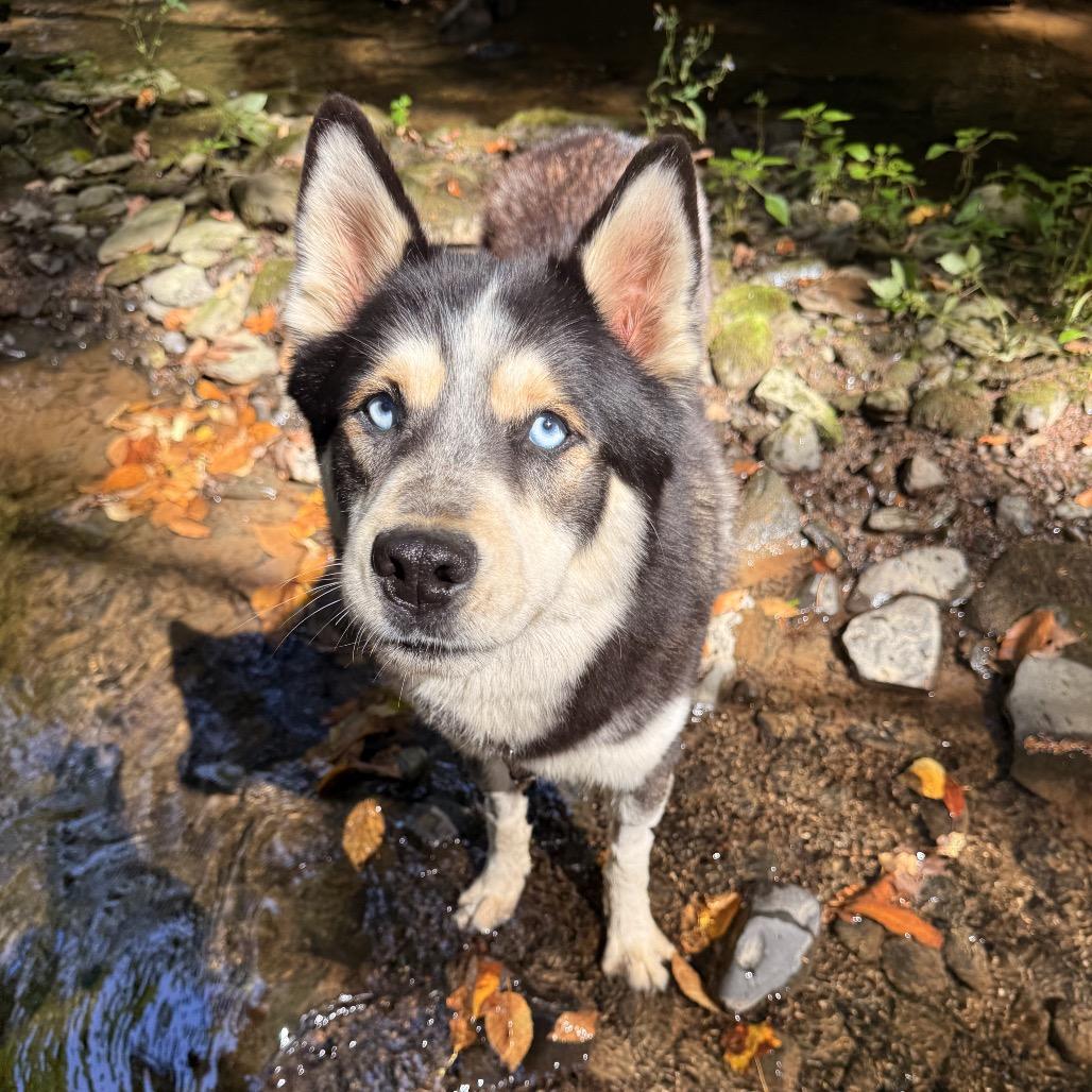 Enlarge Luca, a Adoptable Husky in Milford, NY image 1/4