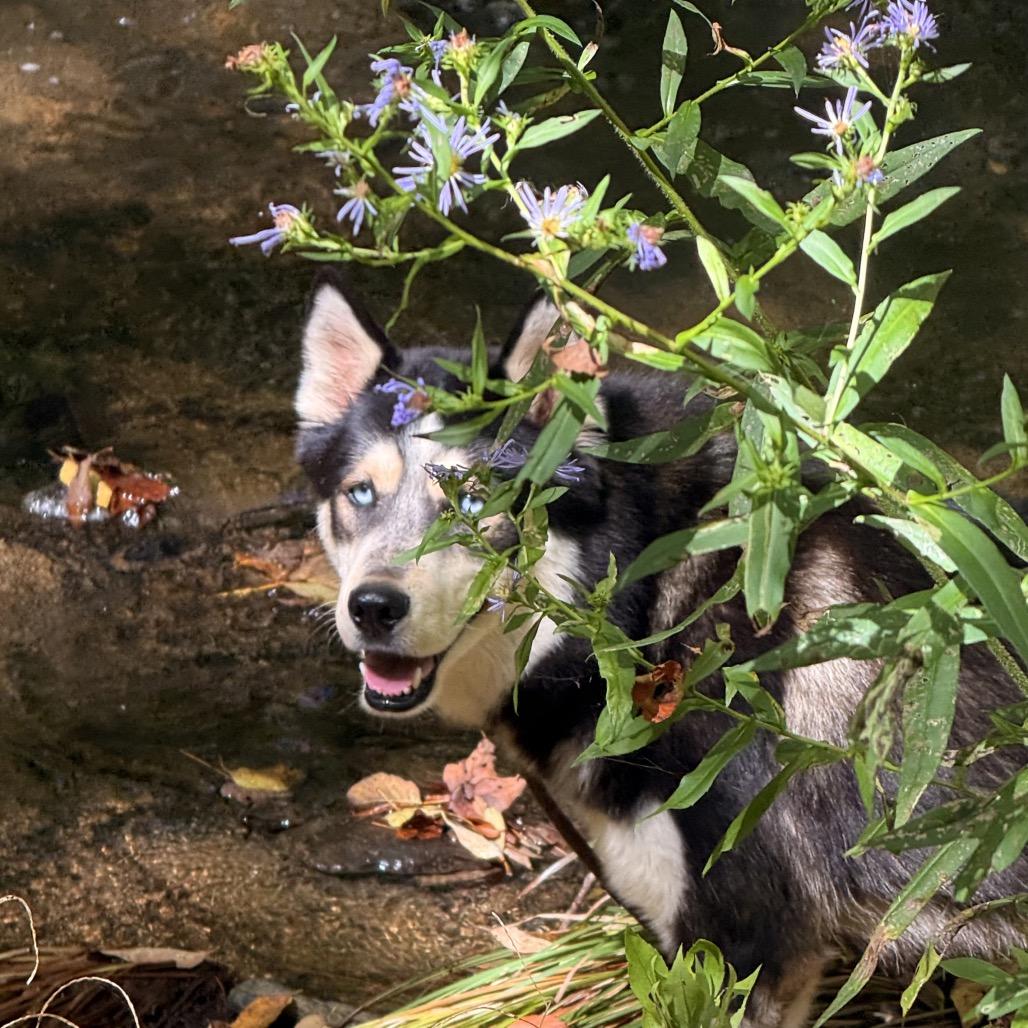 Enlarge Luca, a Adoptable Husky in Milford, NY image 4/4