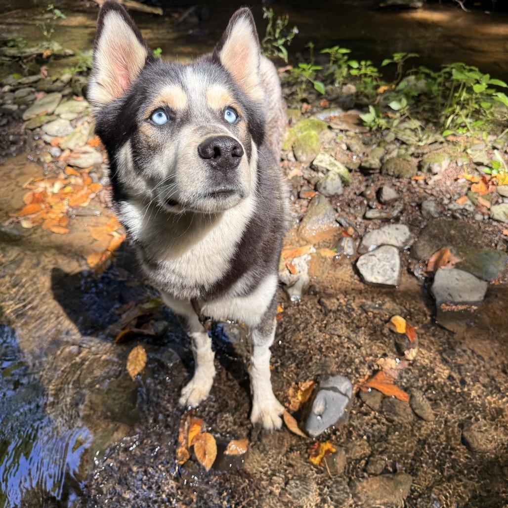 Enlarge Luca, a Adoptable Husky in Milford, NY image 2/4