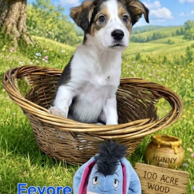 Eeyore, ADOPTABLE, Puppy Male Mixed Breed.
