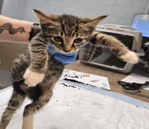 Enlarge Waffles, a Adoptable mixed breed in Largo, FL image 1/2