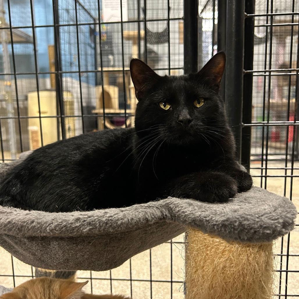 Fettuccini, Adoptable, Adult Male Domestic Short Hair.