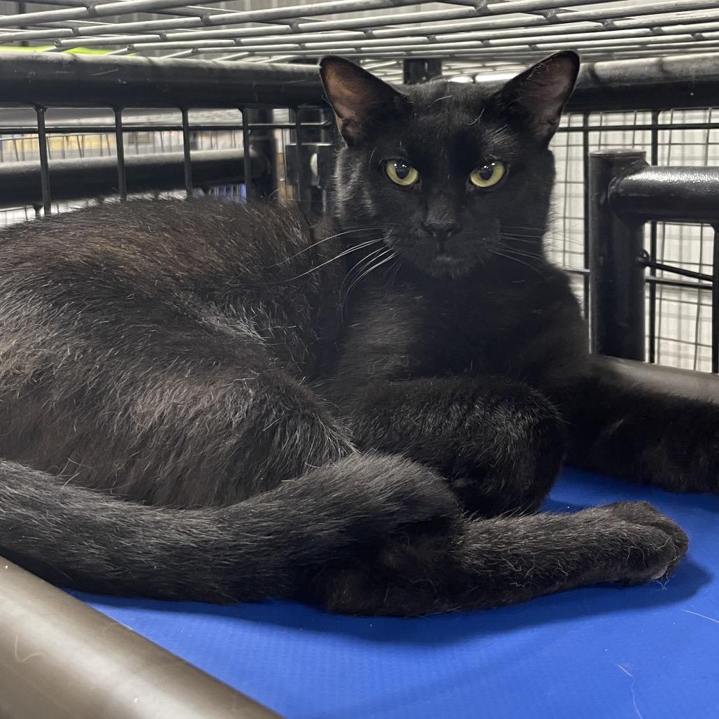 Enlarge Fettucinni, a Adoptable Domestic Short Hair in Tipton, IA image 1/2