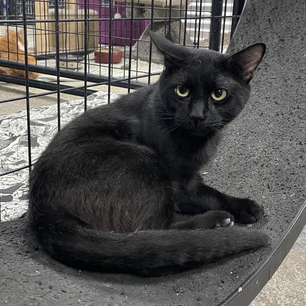 Enlarge Fettucinni, a Adoptable Domestic Short Hair in Tipton, IA image 2/2