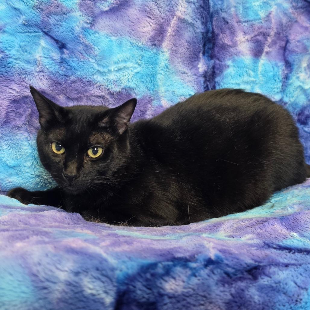 Enlarge Fettuccini, a Adoptable Domestic Short Hair in Tipton, IA image 4/4