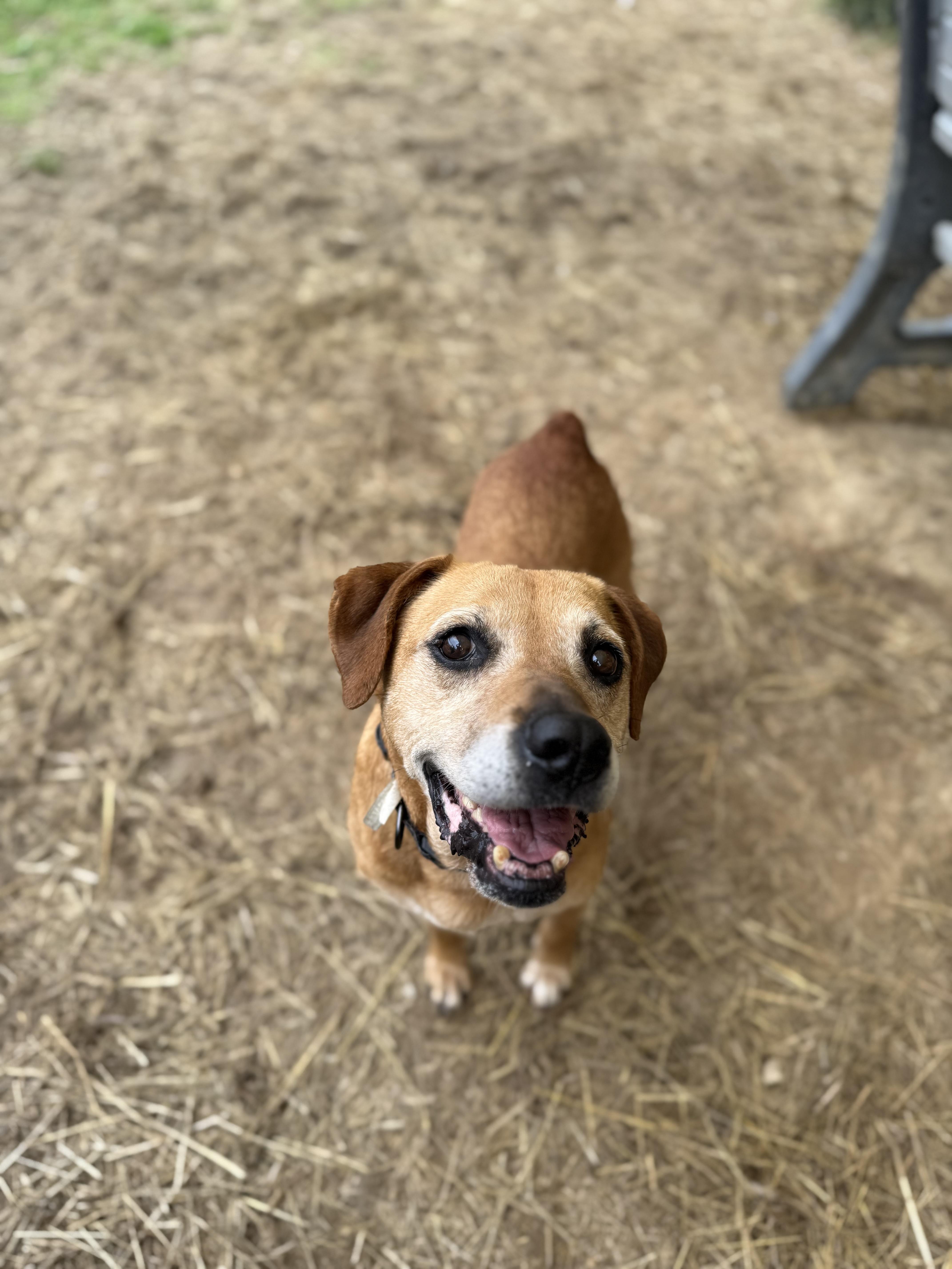 Ma Barker, a ADOPTABLE mixed breed in Marshall, NC image 4/4