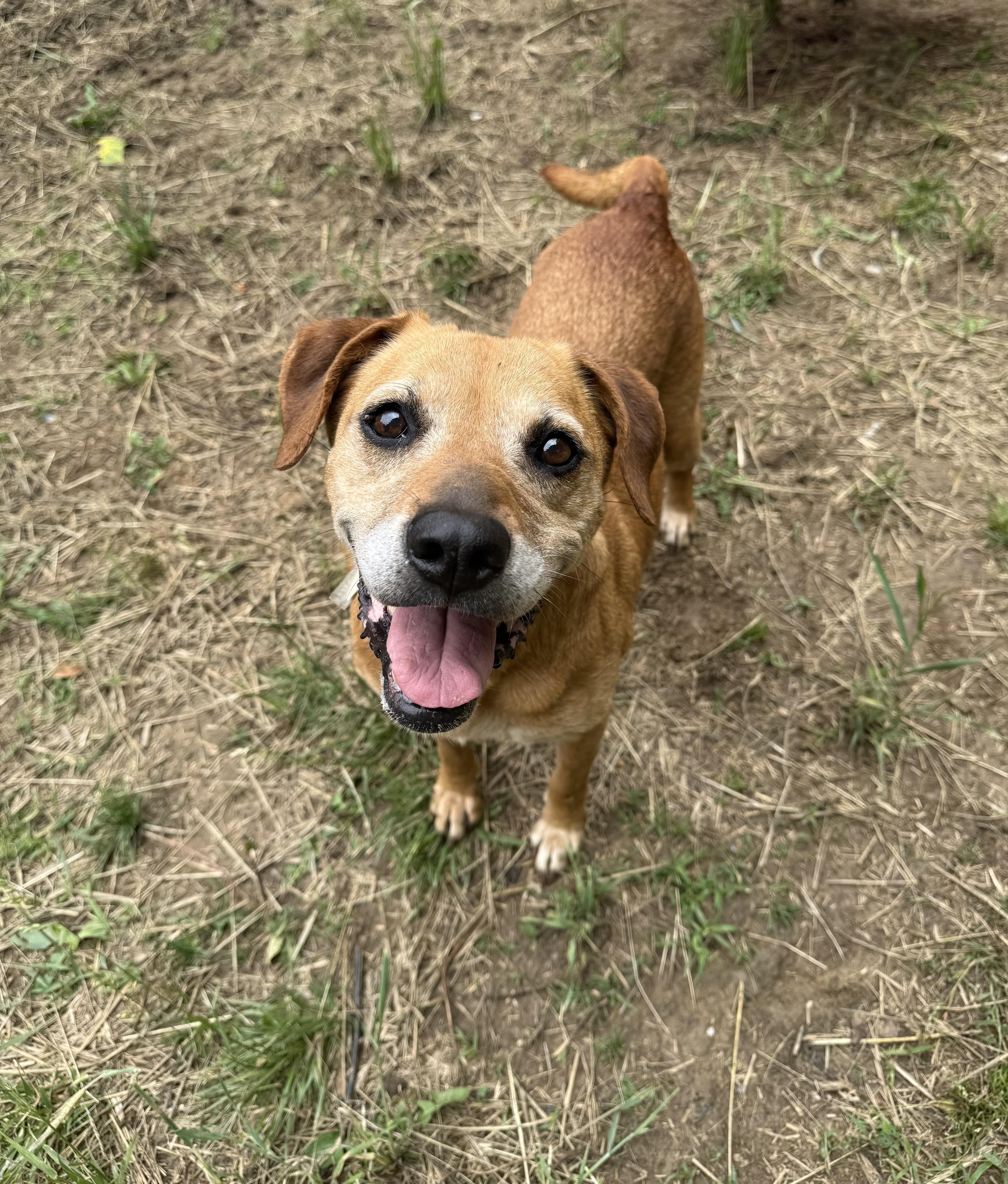 Ma Barker, a ADOPTABLE mixed breed in Marshall, NC image 3/4