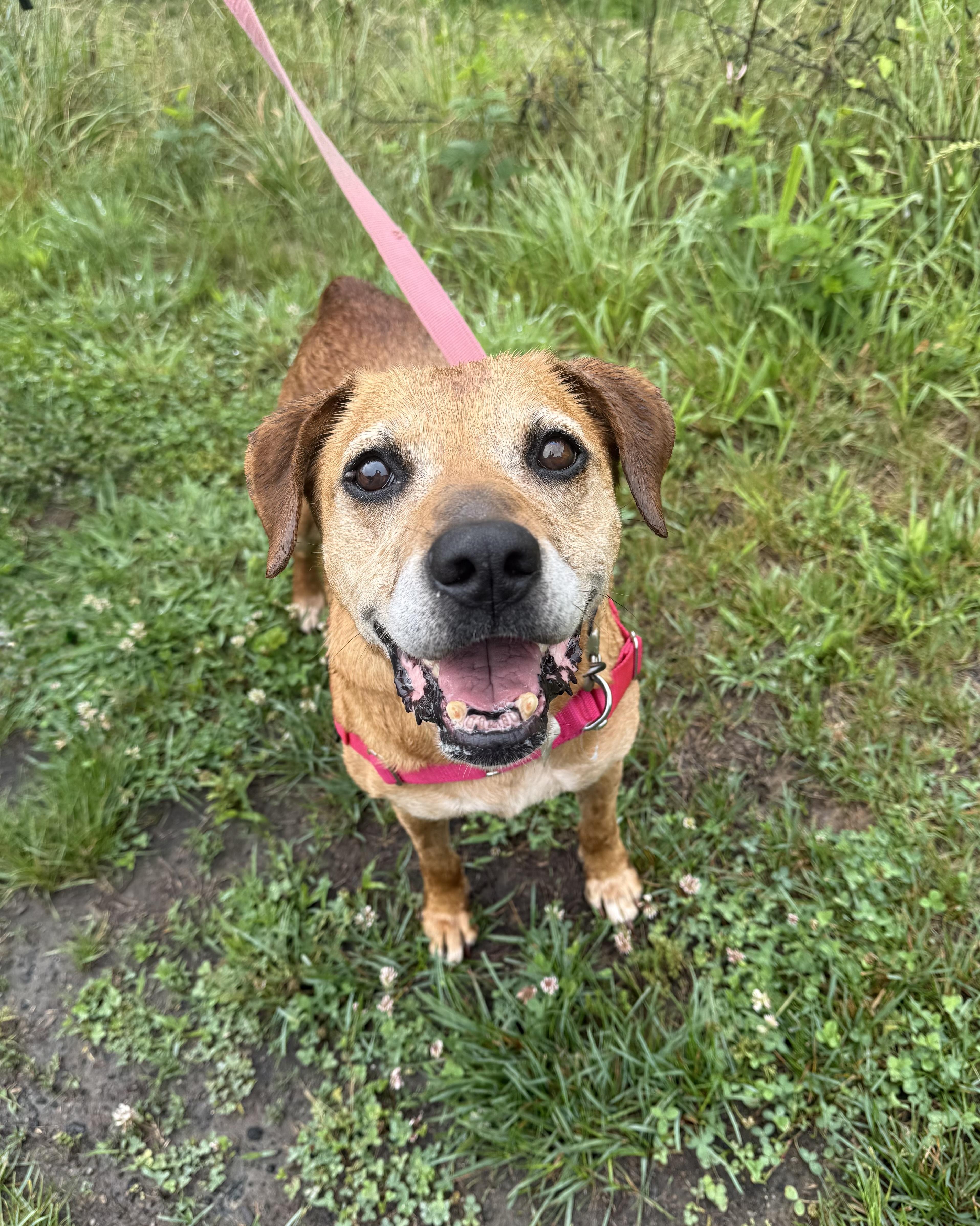 Ma Barker, ADOPTABLE, Senior Female Redbone Coonhound.