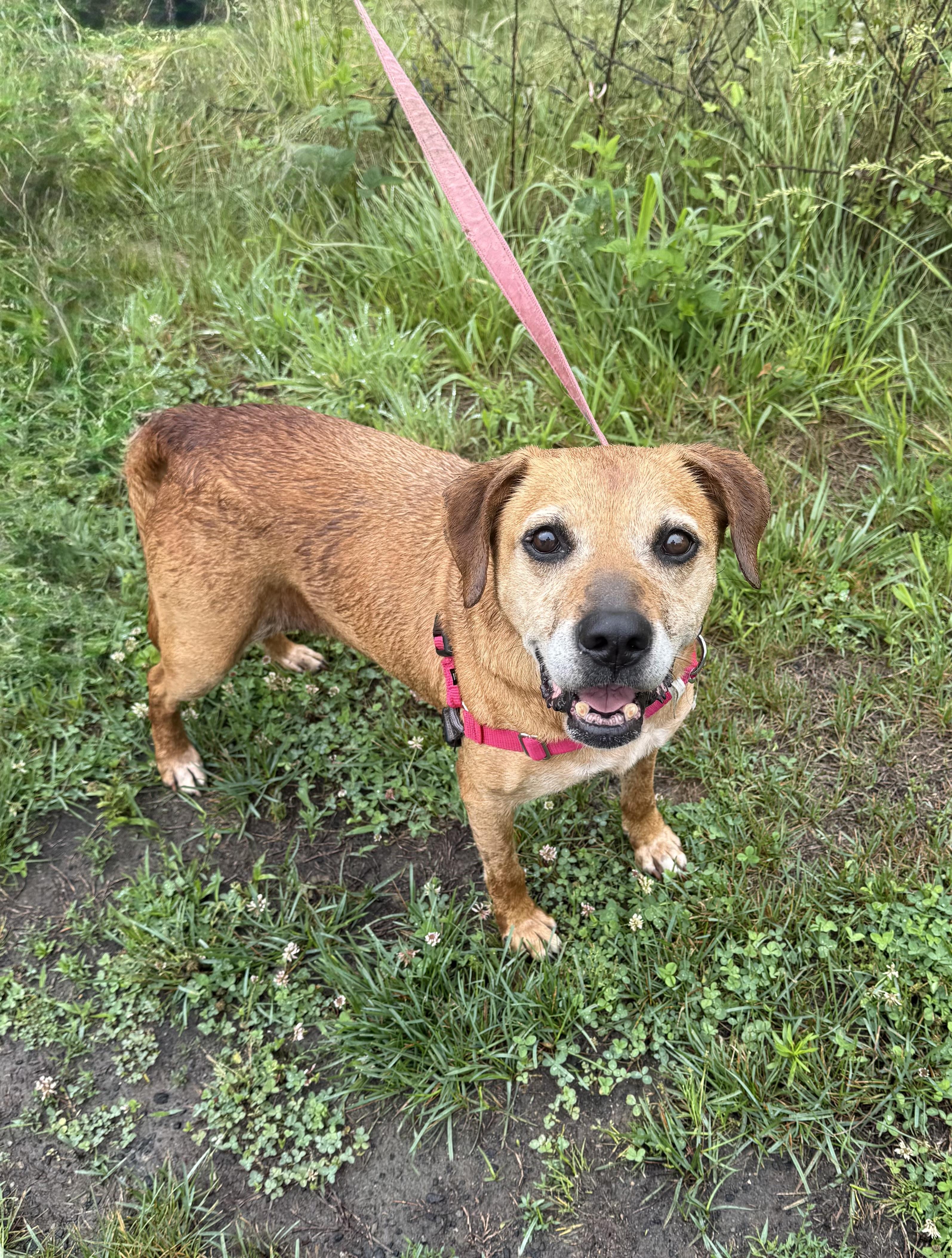 Ma Barker, a ADOPTABLE mixed breed in Marshall, NC image 2/4
