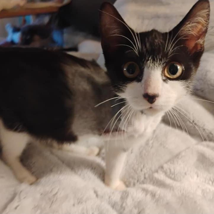 Tootz, a Adoptable Domestic Short Hair in Charlottesville, VA image 1/6