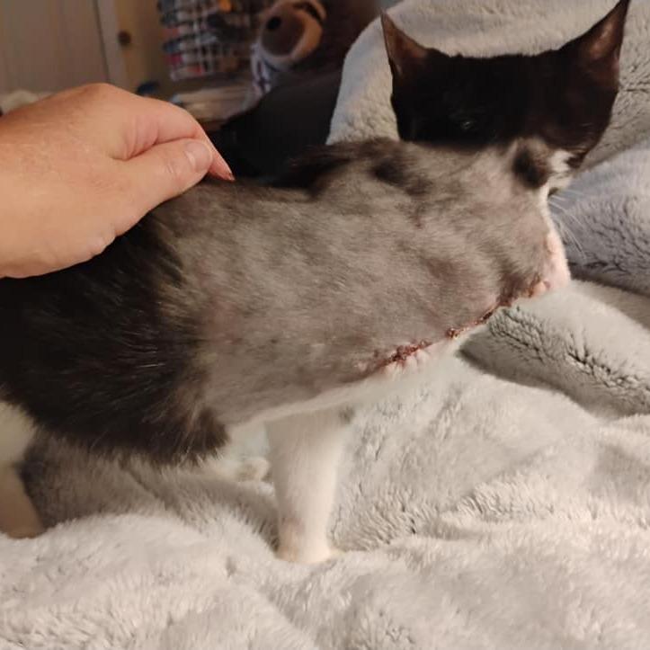 Tootz, a Adoptable Domestic Short Hair in Charlottesville, VA image 2/6