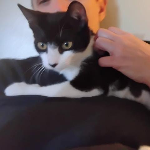 Tootz, a Adoptable Domestic Short Hair in Charlottesville, VA image 3/6