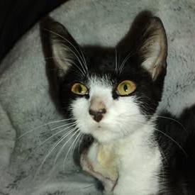 Tootz, a Adoptable Domestic Short Hair in Charlottesville, VA image 4/6