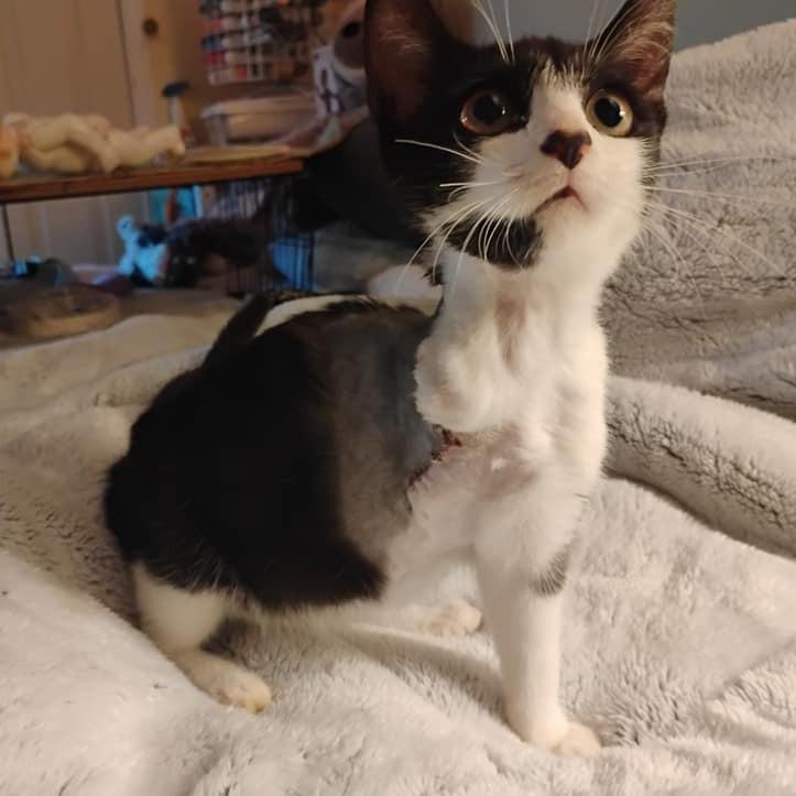 Tootz, a Adoptable Domestic Short Hair in Charlottesville, VA image 5/6