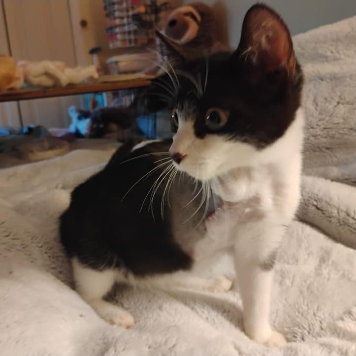 Tootz, a Adoptable Domestic Short Hair in Charlottesville, VA image 6/6