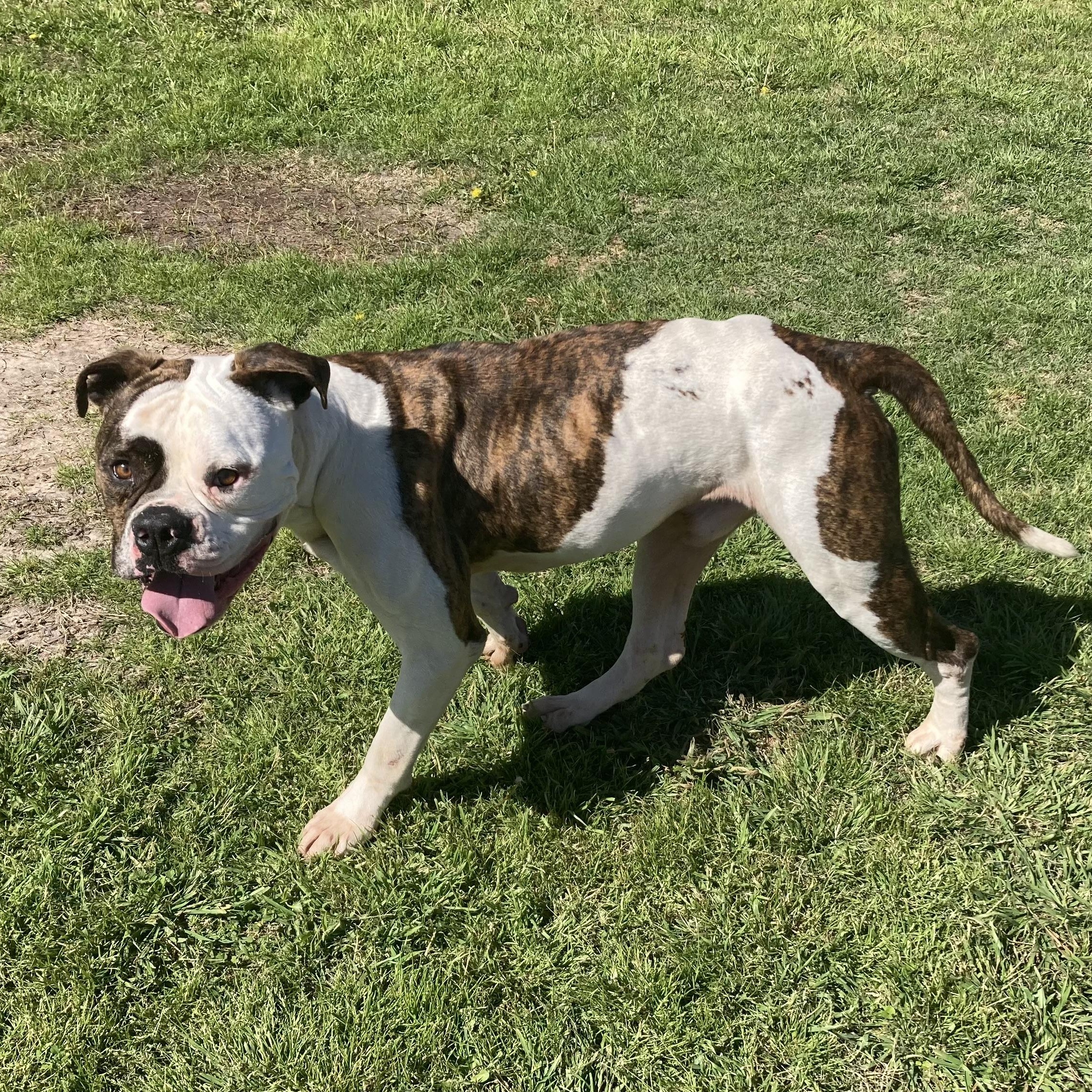 Enlarge Bowser, a ADOPTABLE mixed breed in Mansfield, TX image 4/6