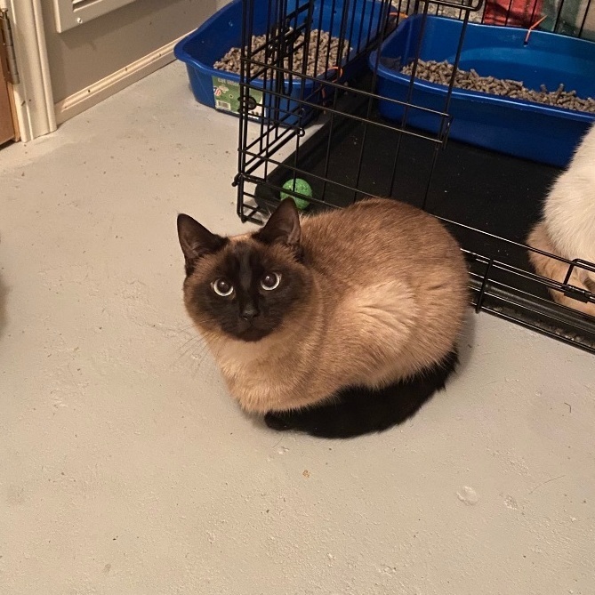 Mya, Adoptable, Young Female Siamese & Domestic Short Hair.