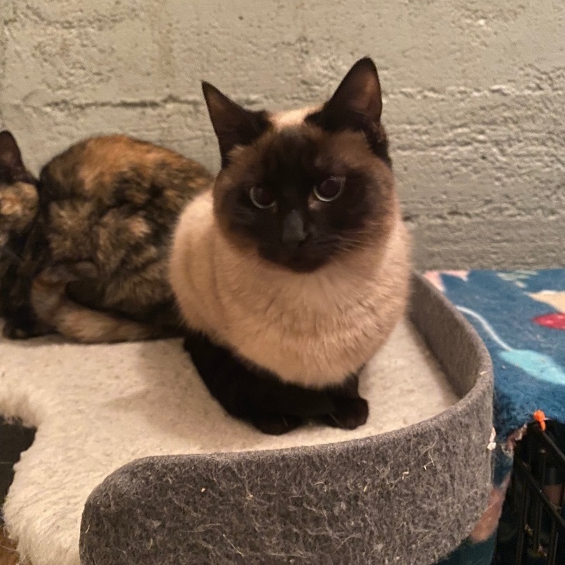 Mya, a Adoptable mixed breed in Plainville, CT image 4/5