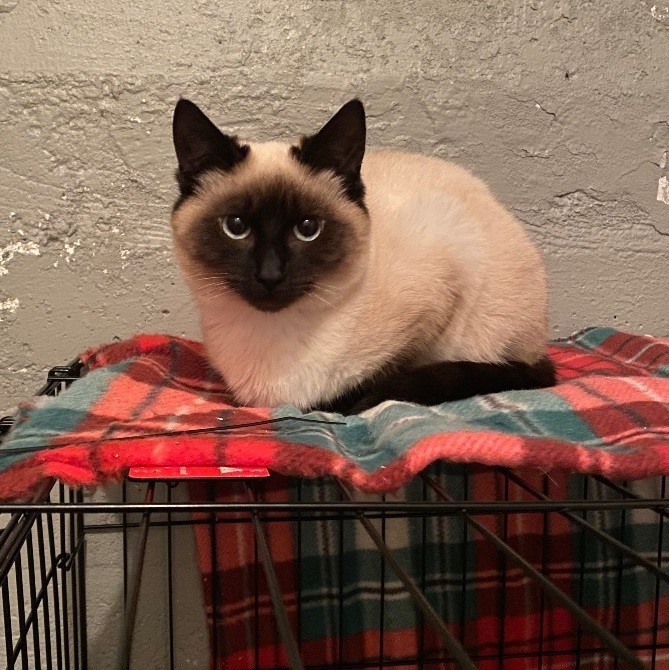 Mya, a Adoptable mixed breed in Plainville, CT image 3/5