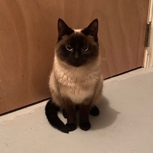 Mya, a Adoptable mixed breed in Plainville, CT image 2/5