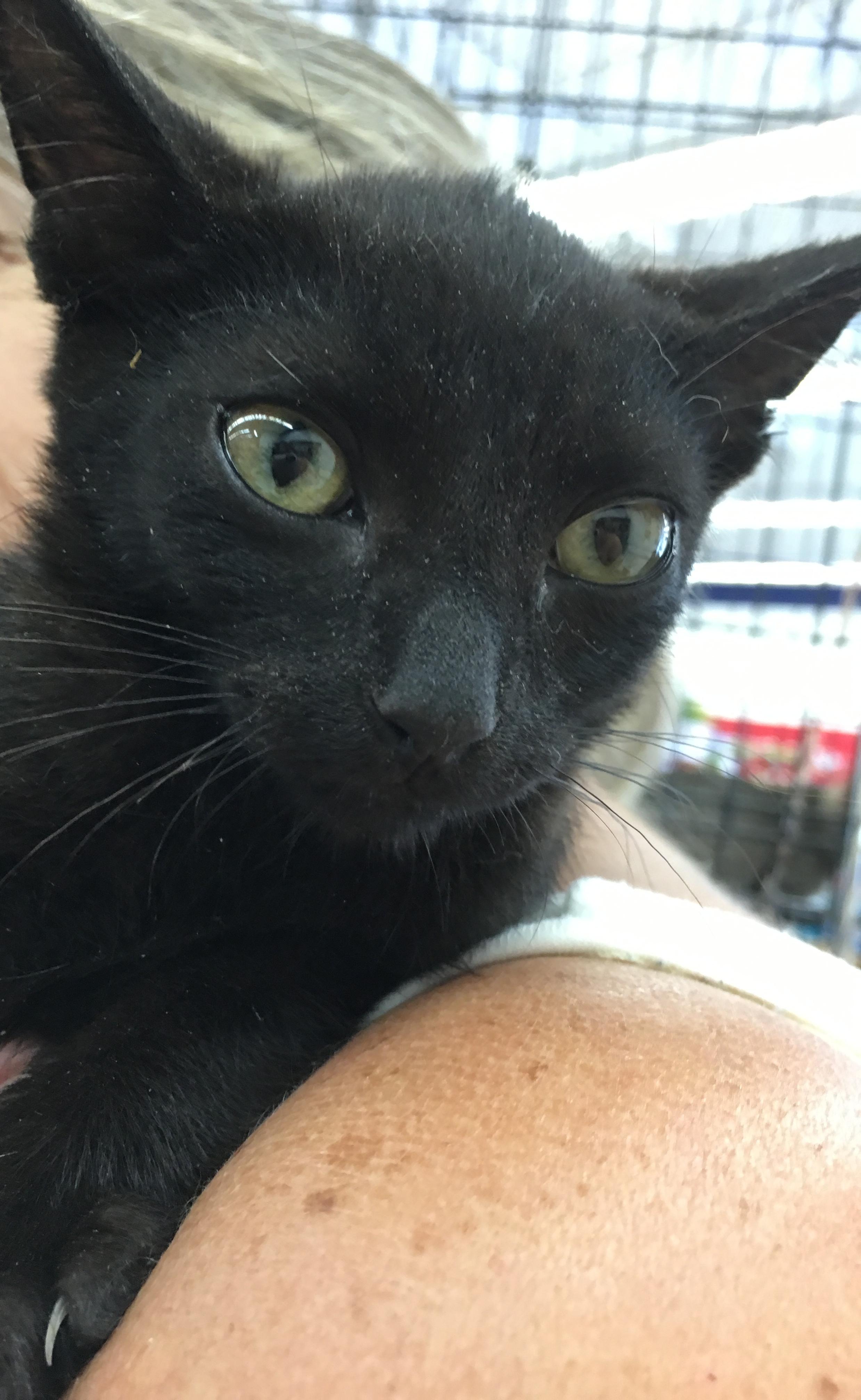 Carbon, a Adoptable Domestic Short Hair in Buena Park, CA image 1/4