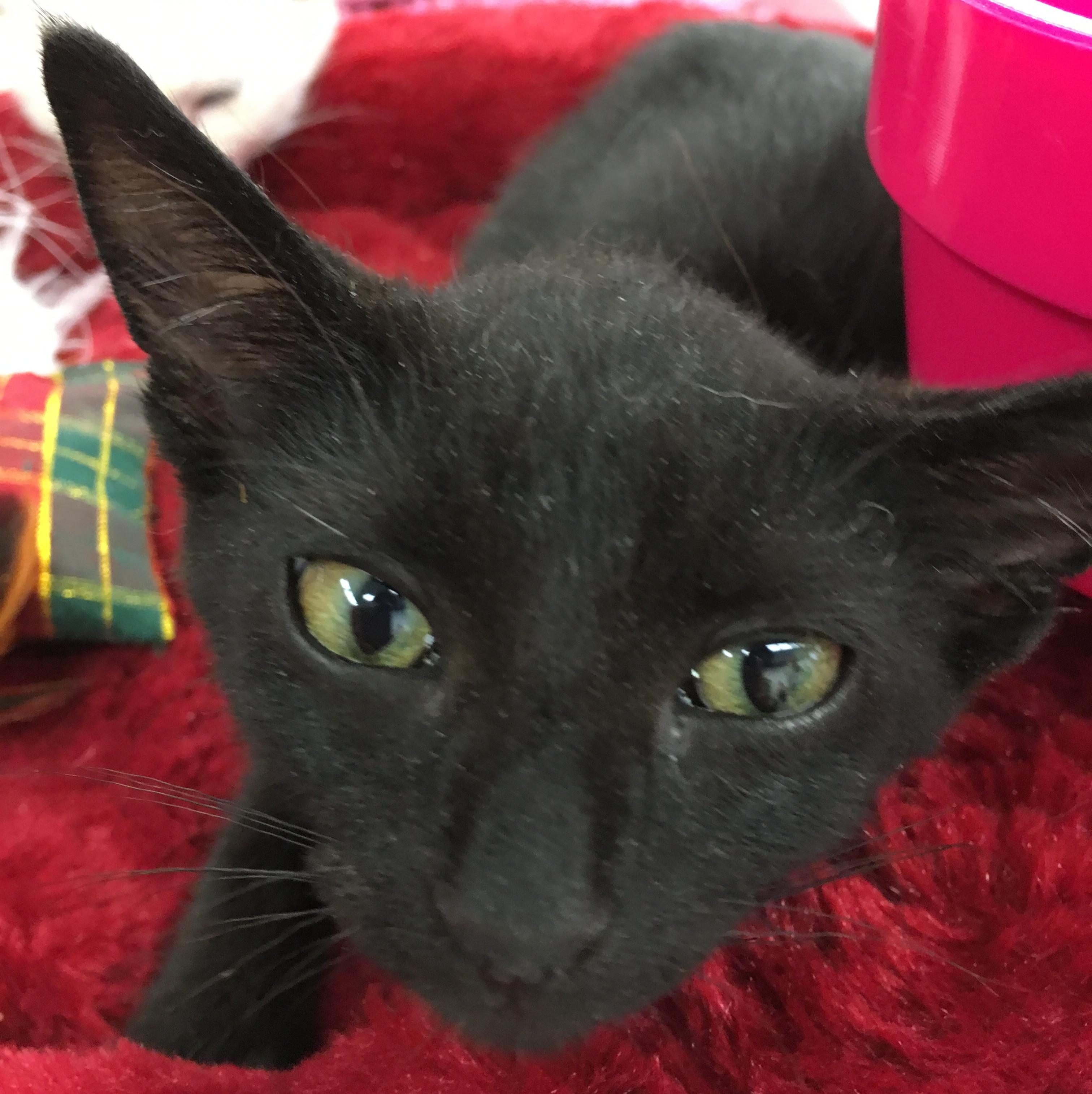 Carbon, Adoptable, Adult Female Domestic Short Hair.
