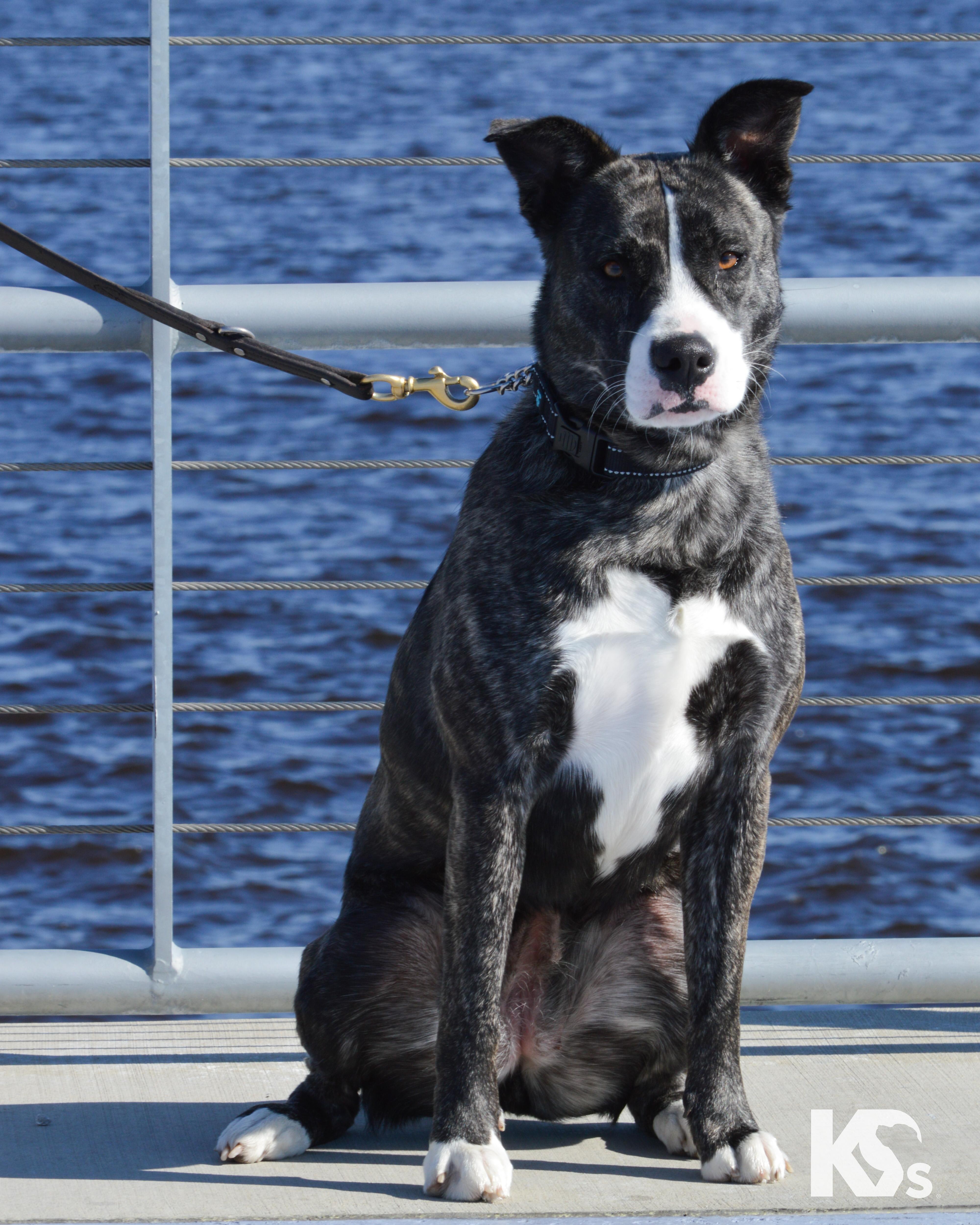 Denali , ADOPTABLE, Young Female Australian Cattle Dog / Blue Heeler & Dutch Shepherd.