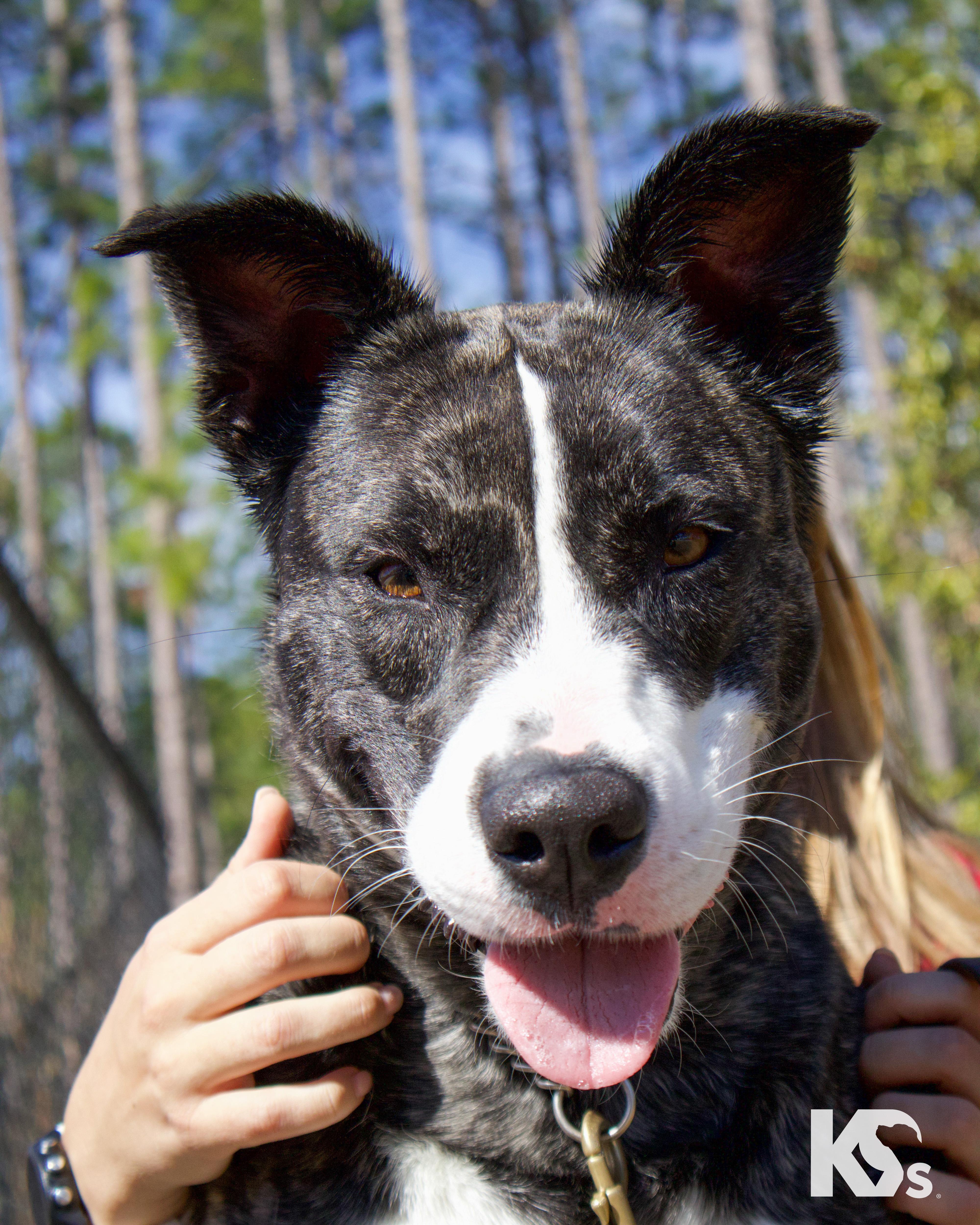 Denali , ADOPTABLE, Young Female Australian Cattle Dog / Blue Heeler & Dutch Shepherd.