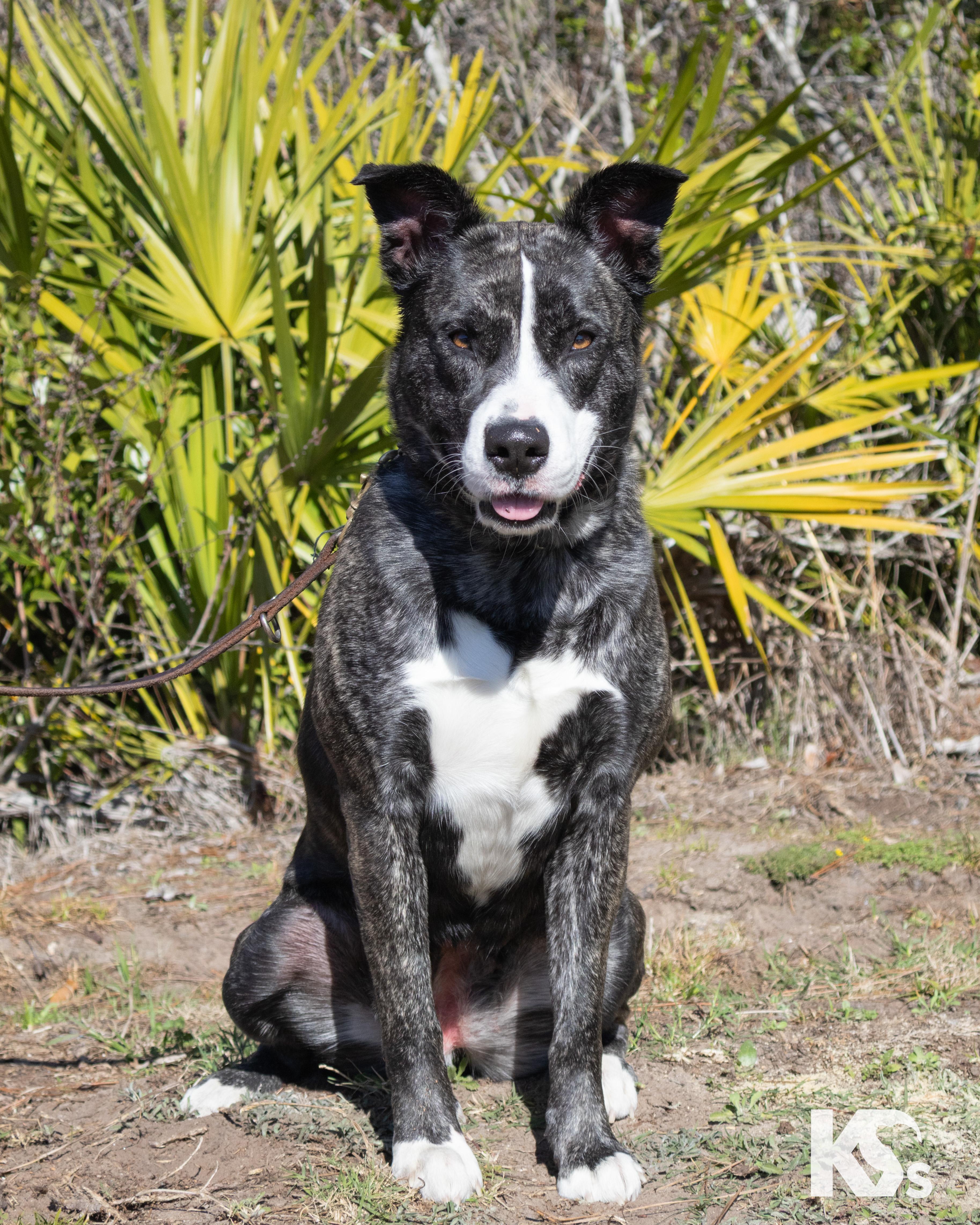 Enlarge Denali , a ADOPTABLE mixed breed in Ponte Vedra, FL image 2/4