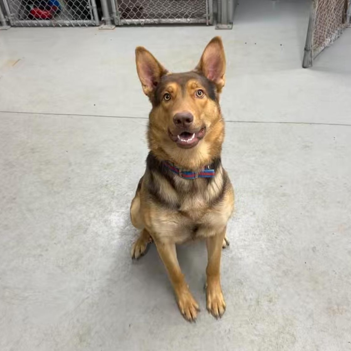 Benny, adopted, Adult Male German Shepherd Dog.