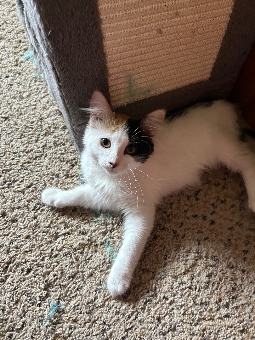 PC, Adopted, Kitten Female Domestic Long Hair.