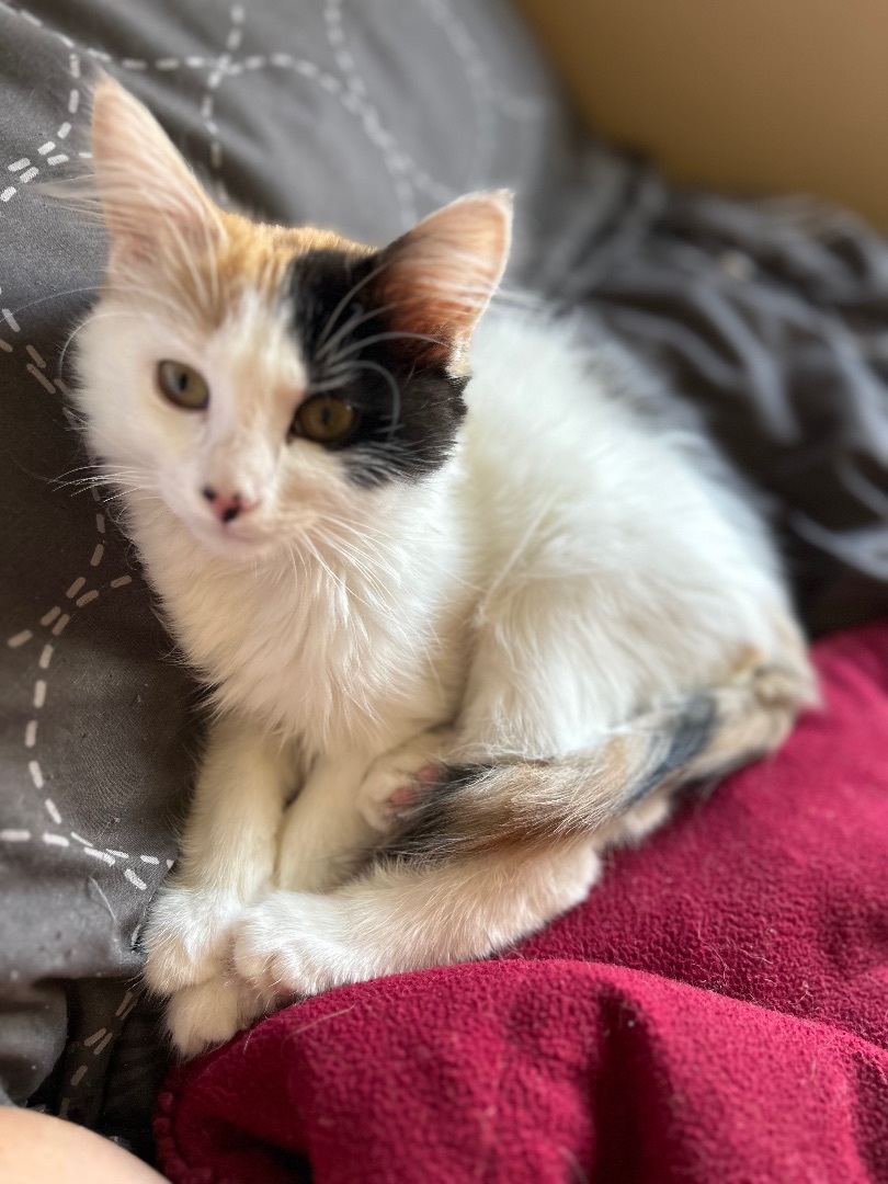 PC, a Adopted Domestic Long Hair in Rice, MN image 2/4