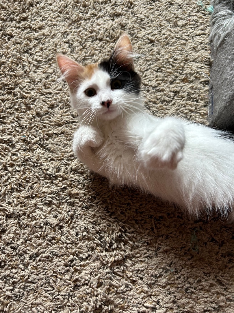 PC, a Adopted Domestic Long Hair in Rice, MN image 3/4