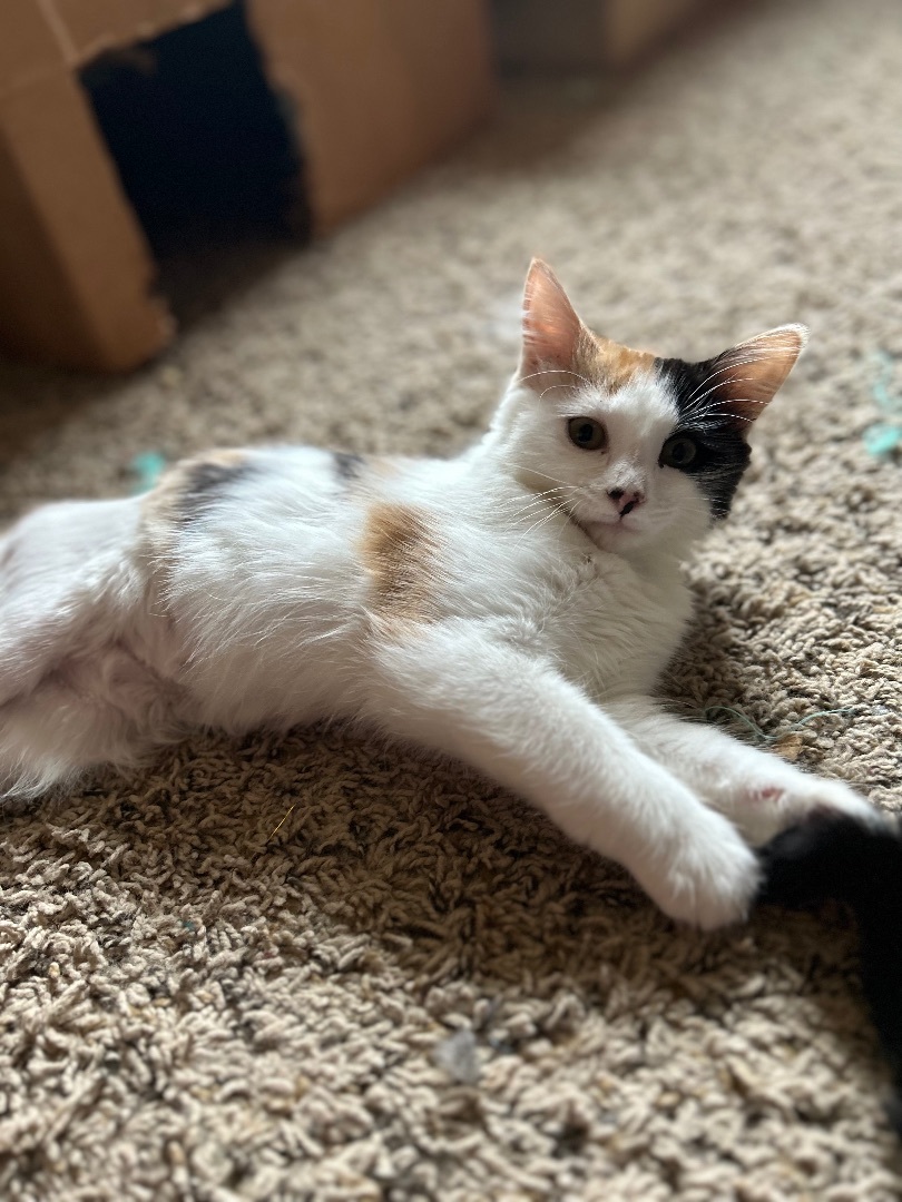 PC, a Adopted Domestic Long Hair in Rice, MN image 4/4