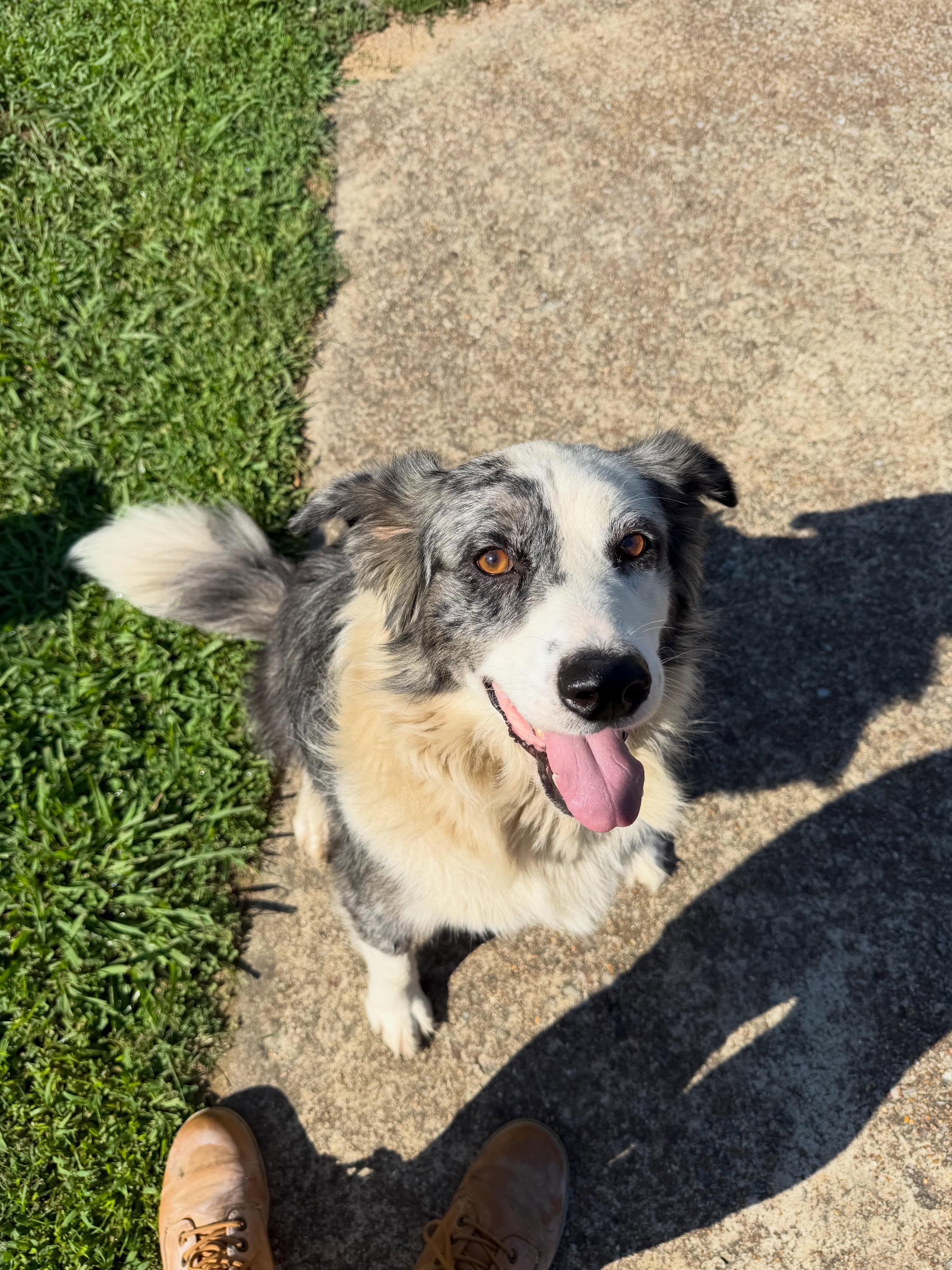 Enlarge Gus, a ADOPTABLE mixed breed in Pembroke, MA image 1/5