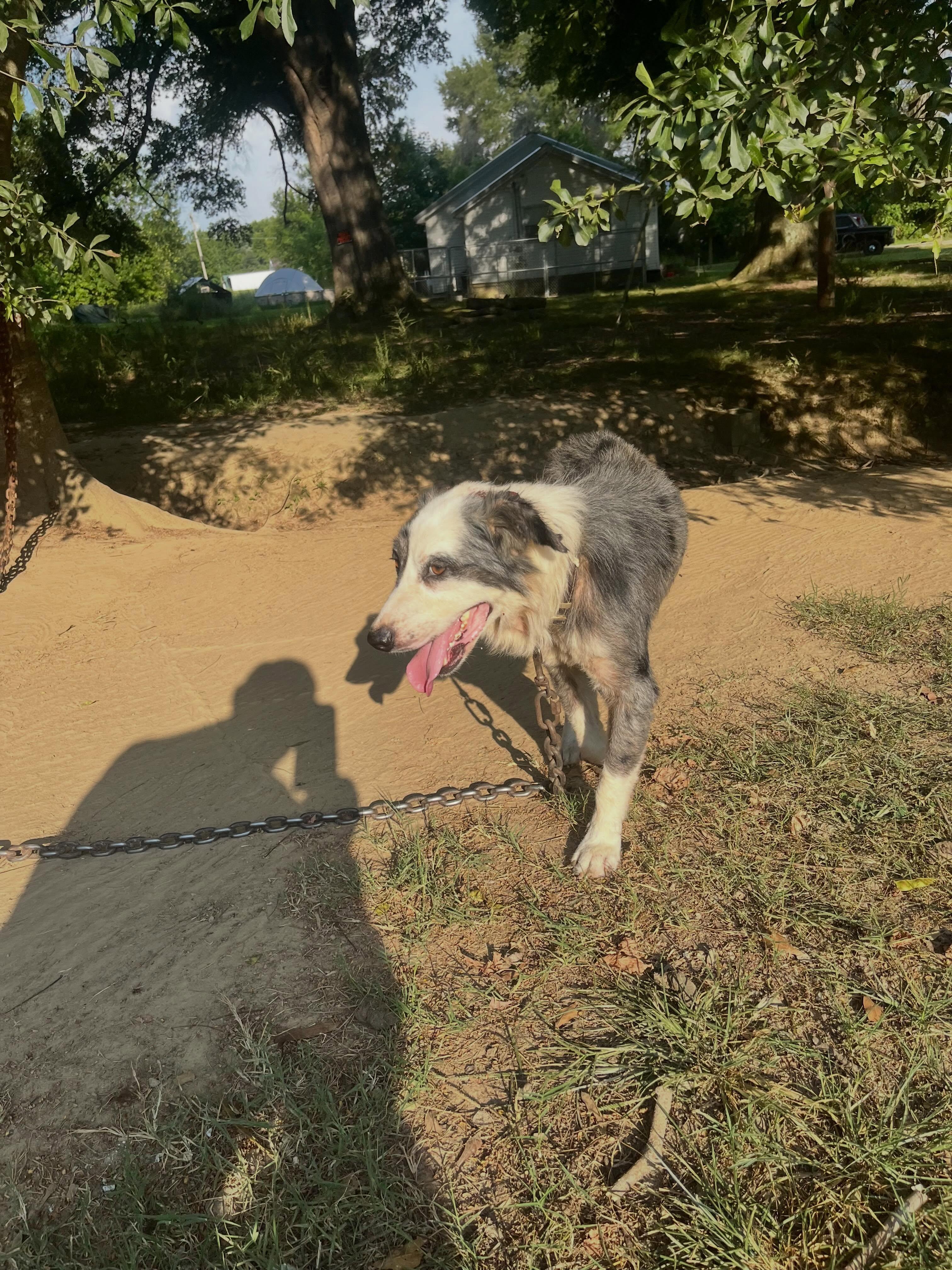 Enlarge Gus, a ADOPTABLE mixed breed in Pembroke, MA image 2/5
