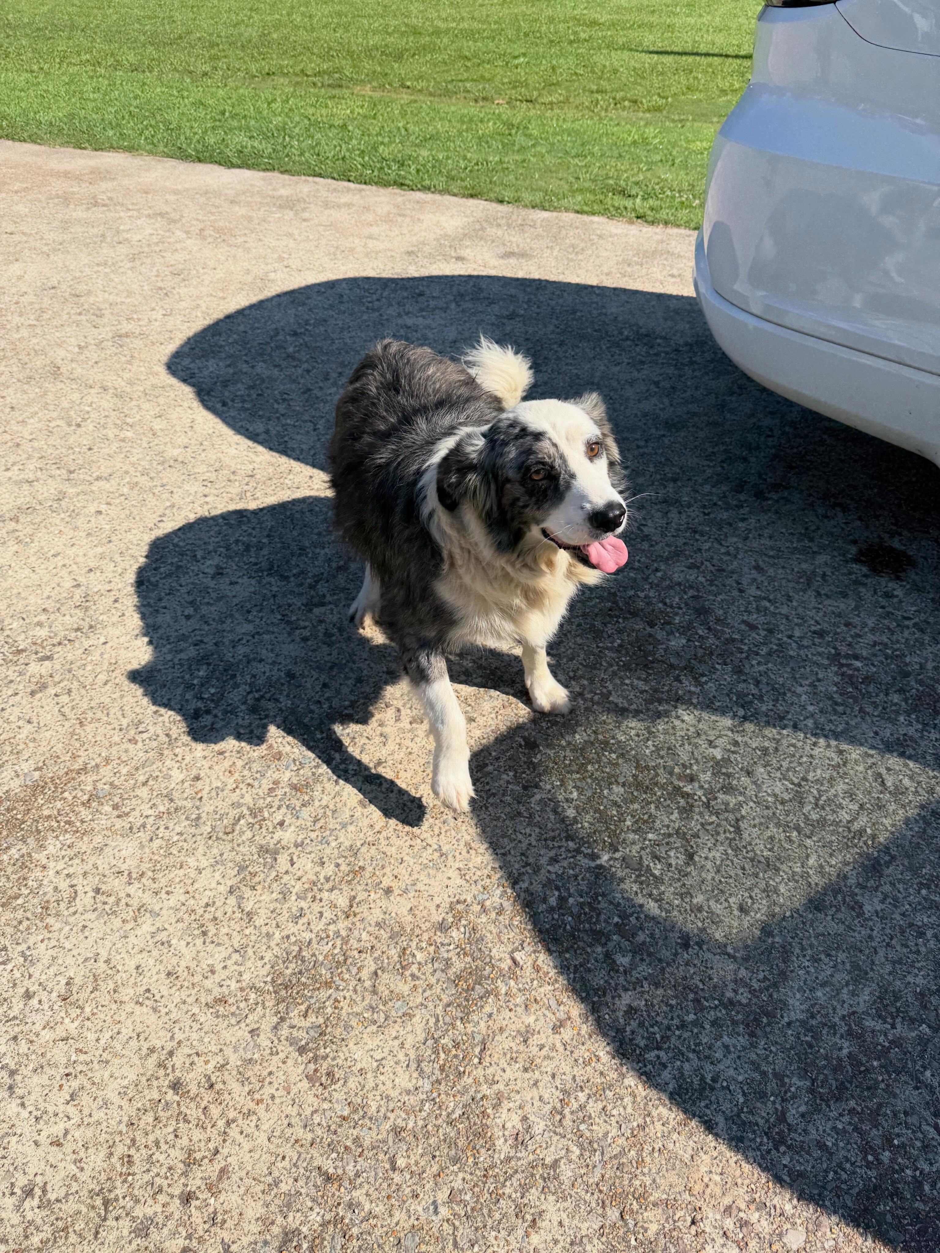 Enlarge Gus, a ADOPTABLE mixed breed in Pembroke, MA image 5/5