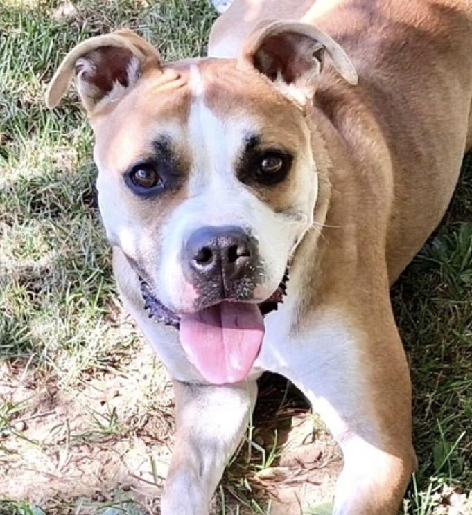 Enlarge Bridget, a Adoptable mixed breed in Westfield, NY image 2/6