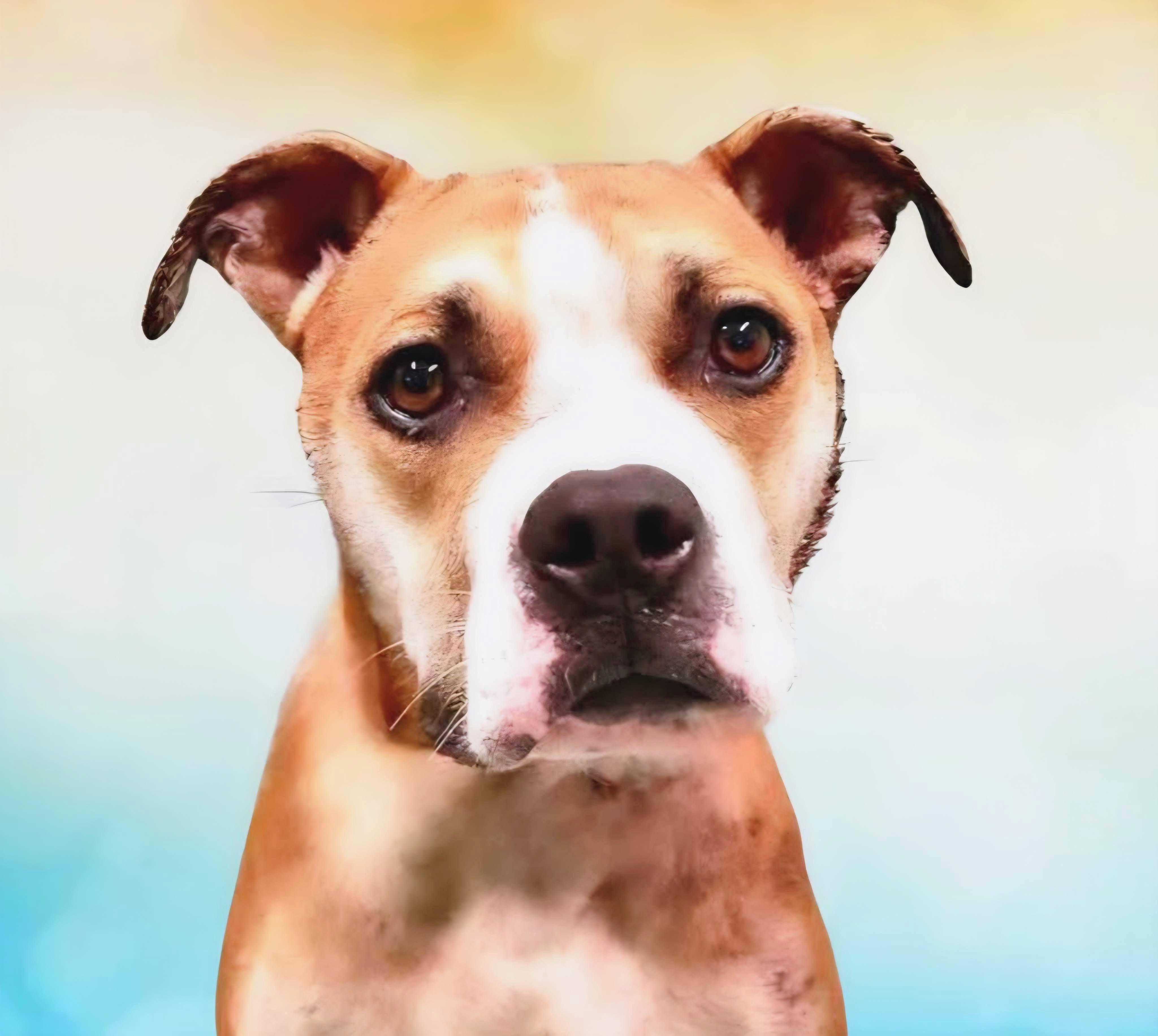 Bridget, a ADOPTABLE mixed breed in Westfield, NY image 2/3